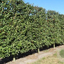 Malus 'Evereste' 16-18 cm draadkluit 50 cm stam schermvorm laag