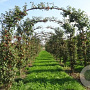 Malus 'Evereste' 16-18 cm draadkluit boog 2 halve bogen