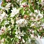 Malus 'Golden Hornet' 150-175 cm draadkluit meerstammig