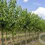 Morus alba 14-16 HO draadkluit
