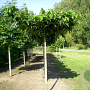 Morus alba 16-18 HO draadkluit 240 cm stam dakvorm 150