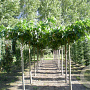 Morus alba 'Fruitless' 30-35 cm draadkluit 240 cm stam dakvorm