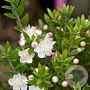 Myrtus communis tarentina 25-30 cm 3,5L