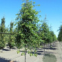 Nyssa sylvatica 175-200 cm draadkluit meerstammig