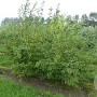 Ostrya carpinifolia 175-200 cm draadkluit meerstammig