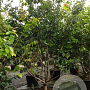 Parrotia persica 150-175 cm cont. 70L meerstammig