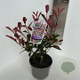 Photinia fraseri Carré Rouge 20-30 cm 2,0L
