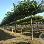 Platanus hispanica 16-18 HO draadkluit 240 cm stam dakvorm 150