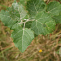 Populus canescens 16-18 cm draadkluit