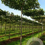 Pyrus calleryana 'Chanticleer' 16-18 cm draadkluit 240 cm stam dakvorm