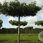 Pyrus calleryana 'Chanticleer' 20-25 cm draadkluit 240 cm stam dakvorm