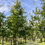Quercus cerris 14-16 HO draadkluit