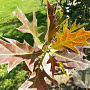 Quercus 'Mauri' 12-14 HO draadkluit