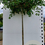 Quercus palustris 20-25 cm draadkluit 240 cm stam dakvorm