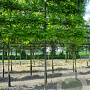 Quercus palustris 25-30 cm draadkluit 225 cm stam 6 etages leivorm