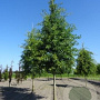 Quercus palustris 20-25 HO draadkluit