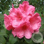 Rhododendron (AC) 'Anna' 30-40 cm 5,0L