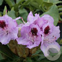 Rhododendron 'Blue Jay' 30-40 cm 5,0L