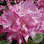 Rhododendron (Y) 'Blurettia' 30 cm 5,0L