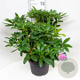 Rhododendron 'Delta' 50-60 cm 10L