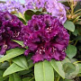 Rhododendron Dramatic Dark 60-70 cm 20L