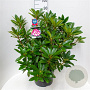 Rhododendron 'Hans Hachmann' 60-70 cm 20L