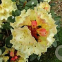 Rhododendron 'Horizon Monarch' 70-80 cm 40L
