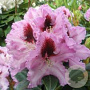 Rhododendron Kabarett 30-40 cm 5,0L