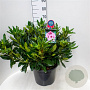 Rhododendron Kabarett 60-70 cm 20L