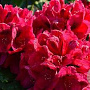Rhododendron 'Lord Roberts' 25-30 cm 2,0L
