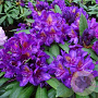 Rhododendron 'Marcel Menard' 60-70 cm 20L