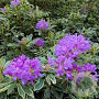 Rhododendron pont. 'Variegatum' 60-70 cm 20L