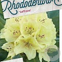 Rhododendron 'Saffrano' 30-40 cm 5,0L