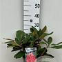 Rhododendron 'Vollblut' 30 cm 5,0L