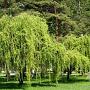 Salix babylonica 'Tortuosa' 40-60 cm 2,0L