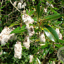 Salix pentandra 400-450 cm draadkluit meerstammig