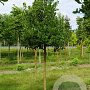 Sorbus intermedia 'Brouwers' 10-12 HO draadkluit