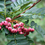 Sorbus vilmorinii 250-300 cm draadkluit meerstammig