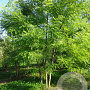 Styphnolobium japonicum 300-350 cm draadkluit meerstammig