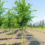 Tilia cordata 'Rancho' 14-16 HO draadkluit