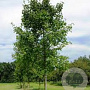 Tilia heterophylla 'Prestige' 14-16 HO draadkluit