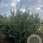 Viburnum burkwoodii 150-175 cm draadkluit struik 100-150 breed