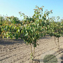 Cornus controversa 200-225 cm draadkluit meerstammig