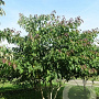 Cornus controversa 250-300 cm draadkluit meerstammig