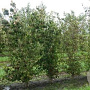 Cornus kousa chinensis 175-200 cm container meerstammig