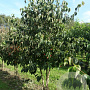Cornus kousa chinensis 200-250 cm draadkluit meerstammig