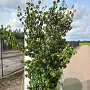 Cornus kousa chinensis 250-300 cm draadkluit meerstammig