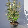 Elaeagnus ebb. 'Compacta' 50-60 cm 5,0L