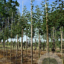 Malus domestica 'Schone van Boskoop' 16-18 cm draadkluit