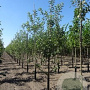 Malus d. 'Elstar' 16-18 cm draadkluit